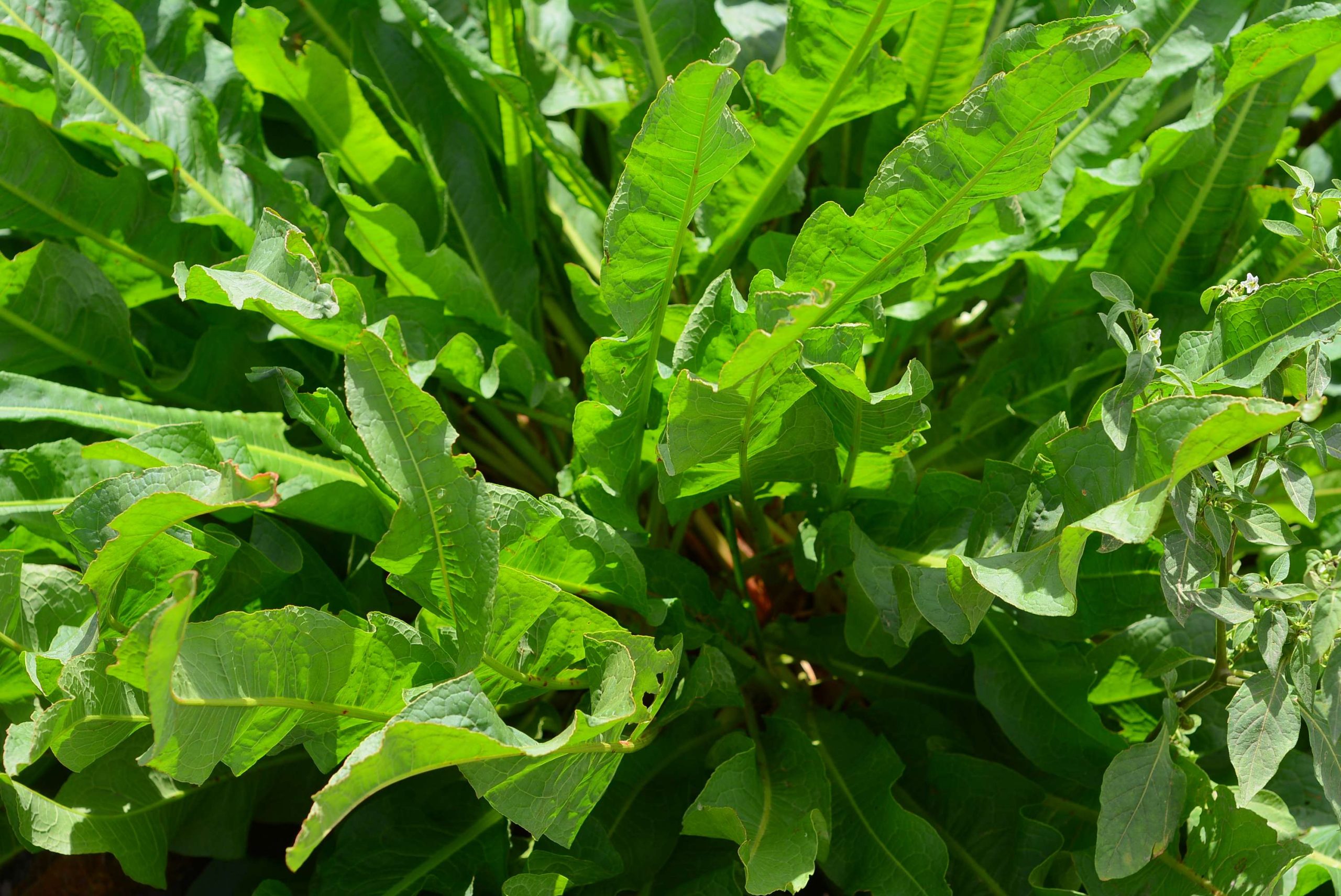 BCS_0524