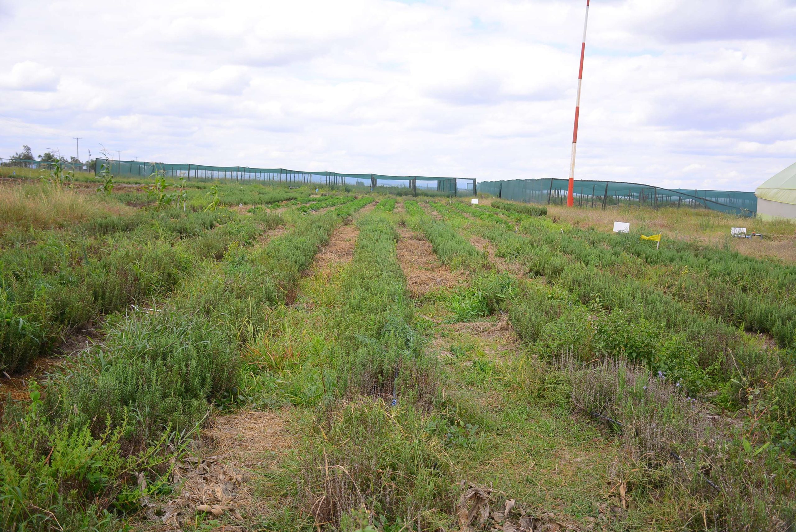 BCS_0644 (1)